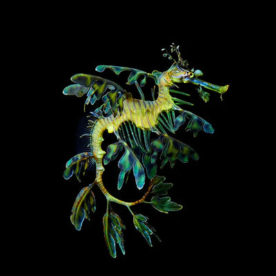 Leafy seadragon